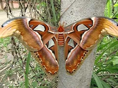 Photo:  World's Largest Moth; Attacus Atlas